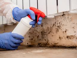 Best Environmental Consulting for Mold Prevention  in Little Falls, MN